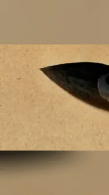诗