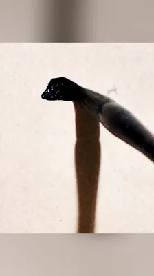 詩｜诗