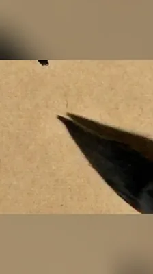 趂