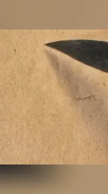 骨